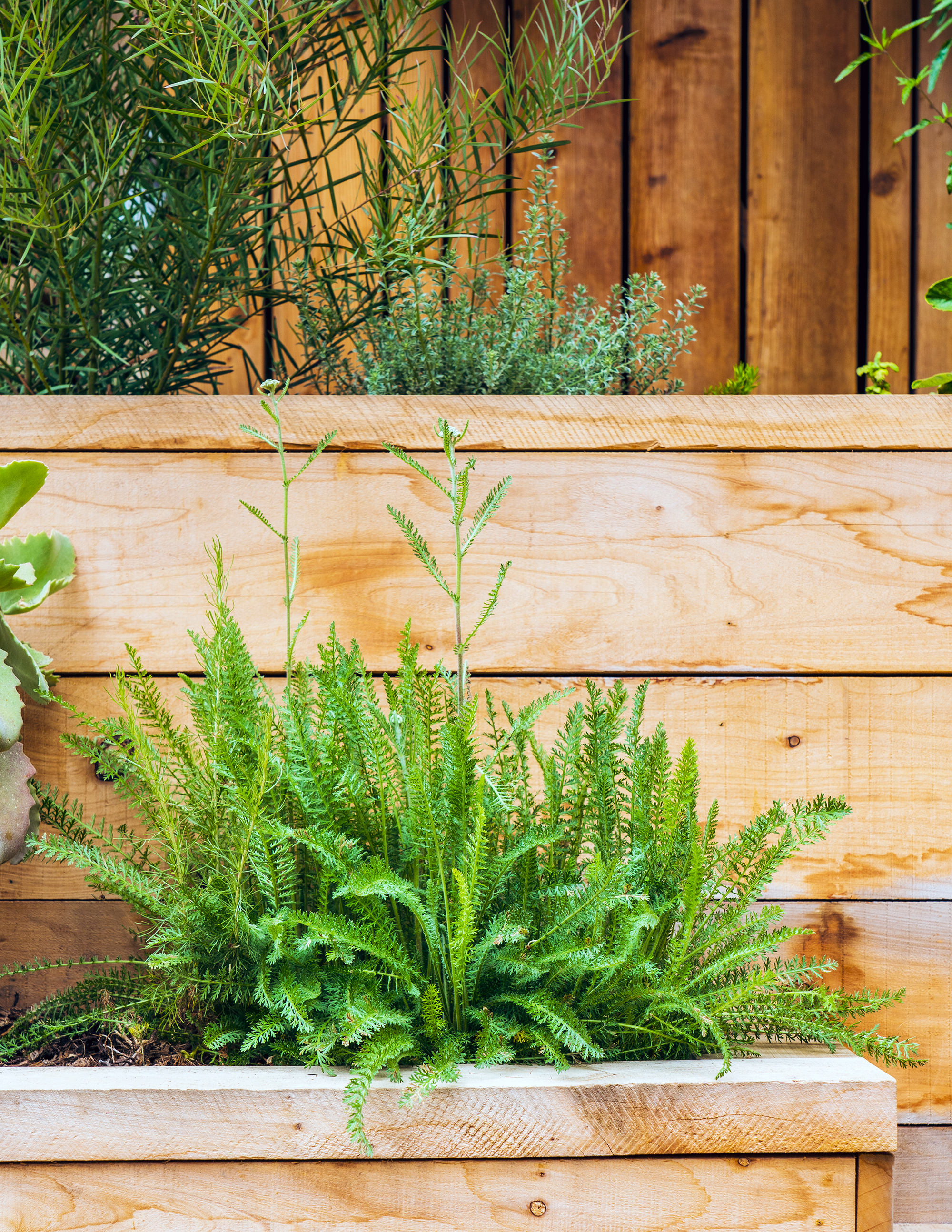 Native Plant Watering
