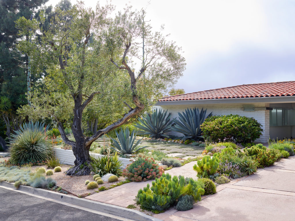 Palos Verdes dry garden front yard