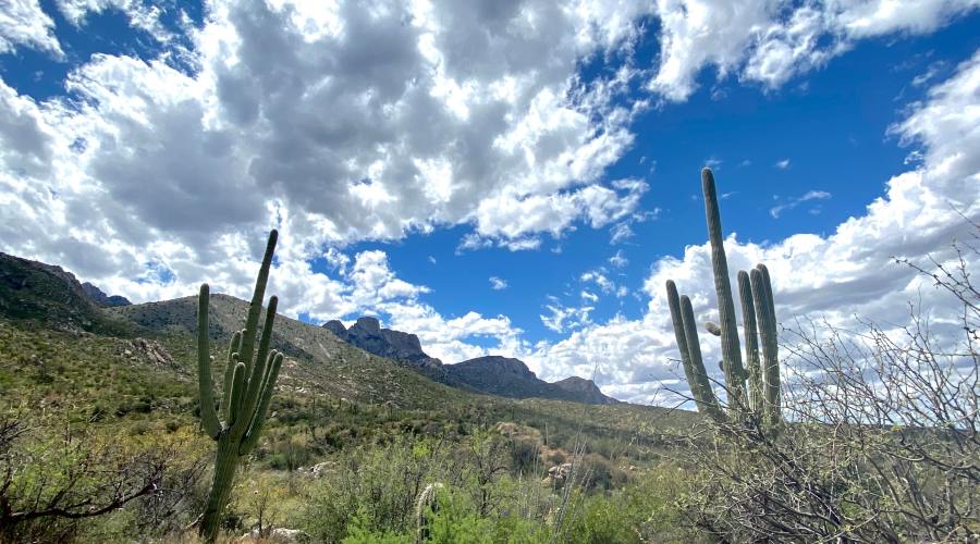 romero-canyon-trail-catalina-state-park-tucson-az