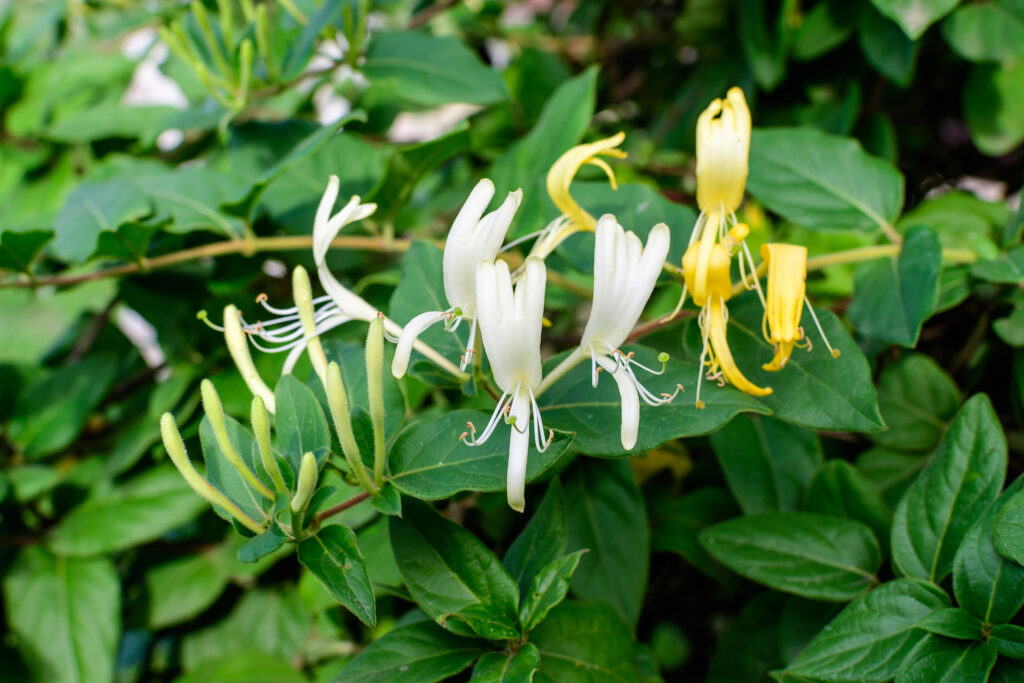 Detail of blooming honeysuckle