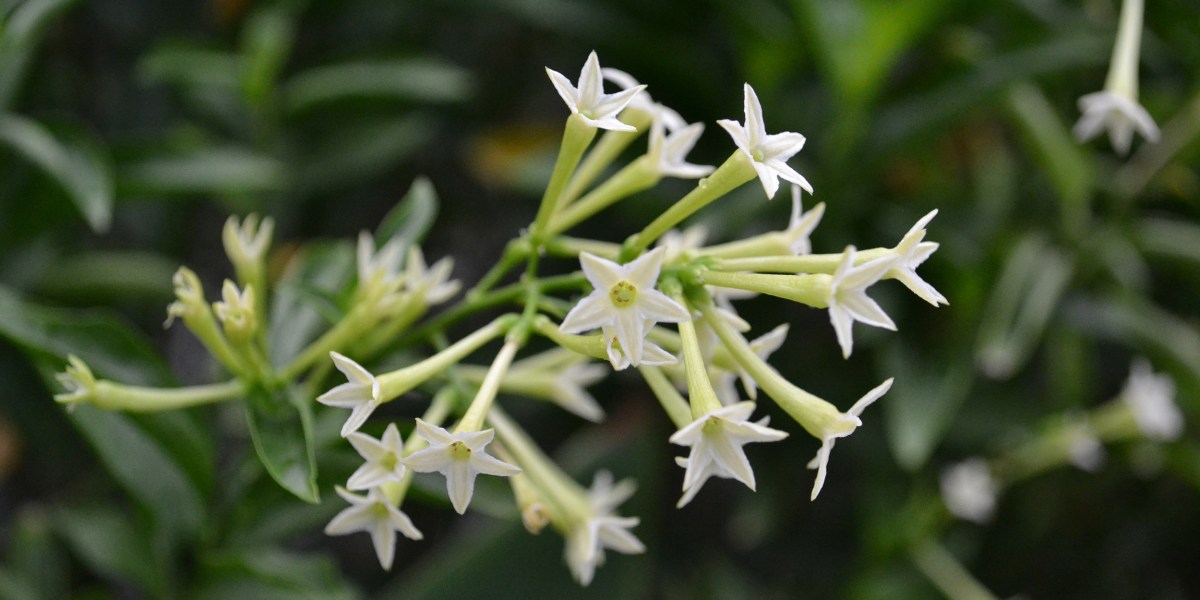 Close-up of the white flowers of night blooming jasmine