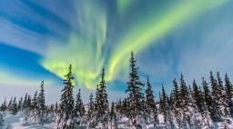 Aurora borealis over the trees in Churchill, Manitoba, Canada