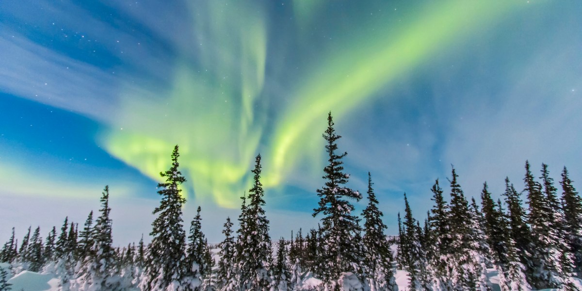 Aurora borealis over the trees in Churchill, Manitoba, Canada