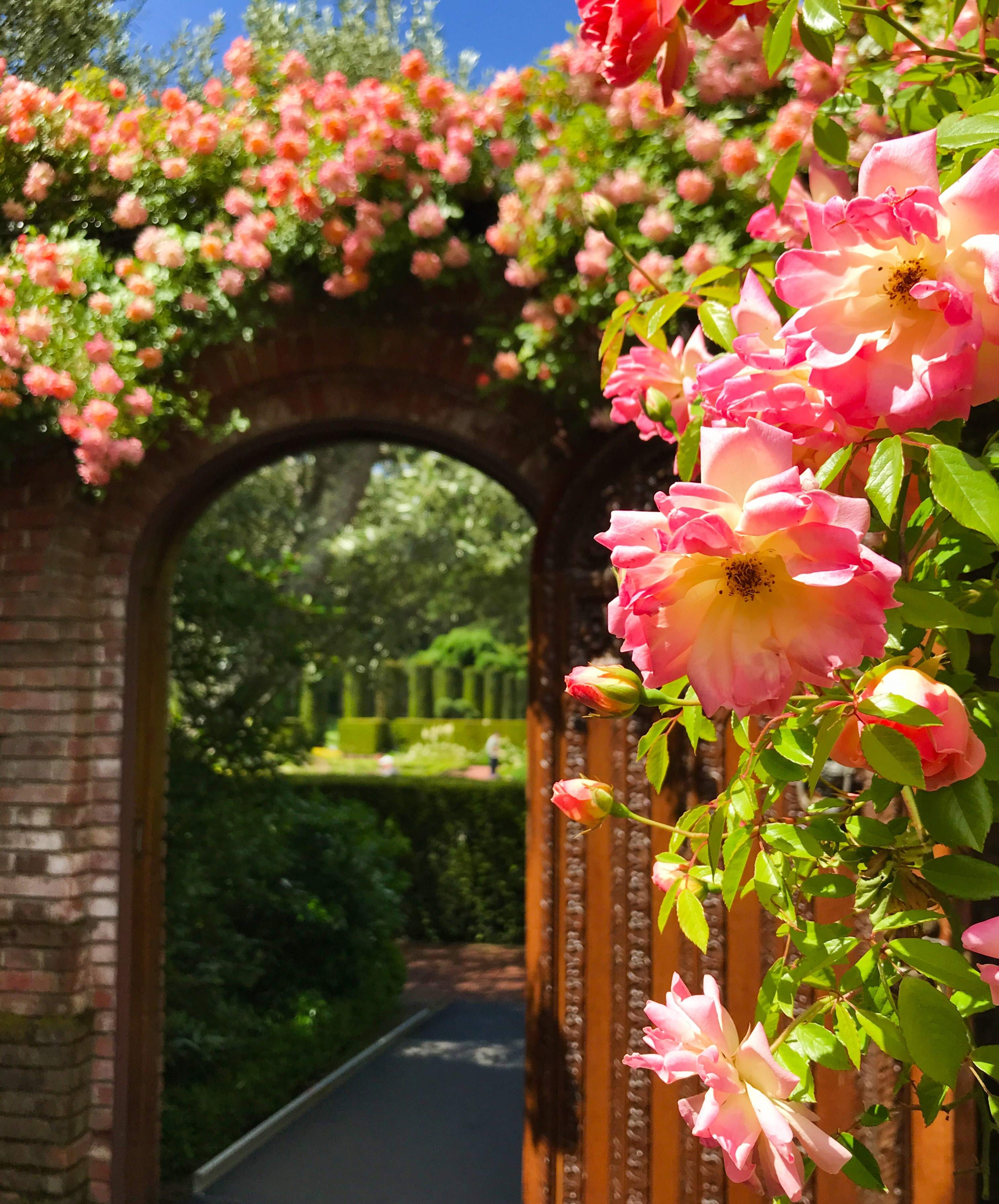 summer-roses-frame-the-garden-entrance