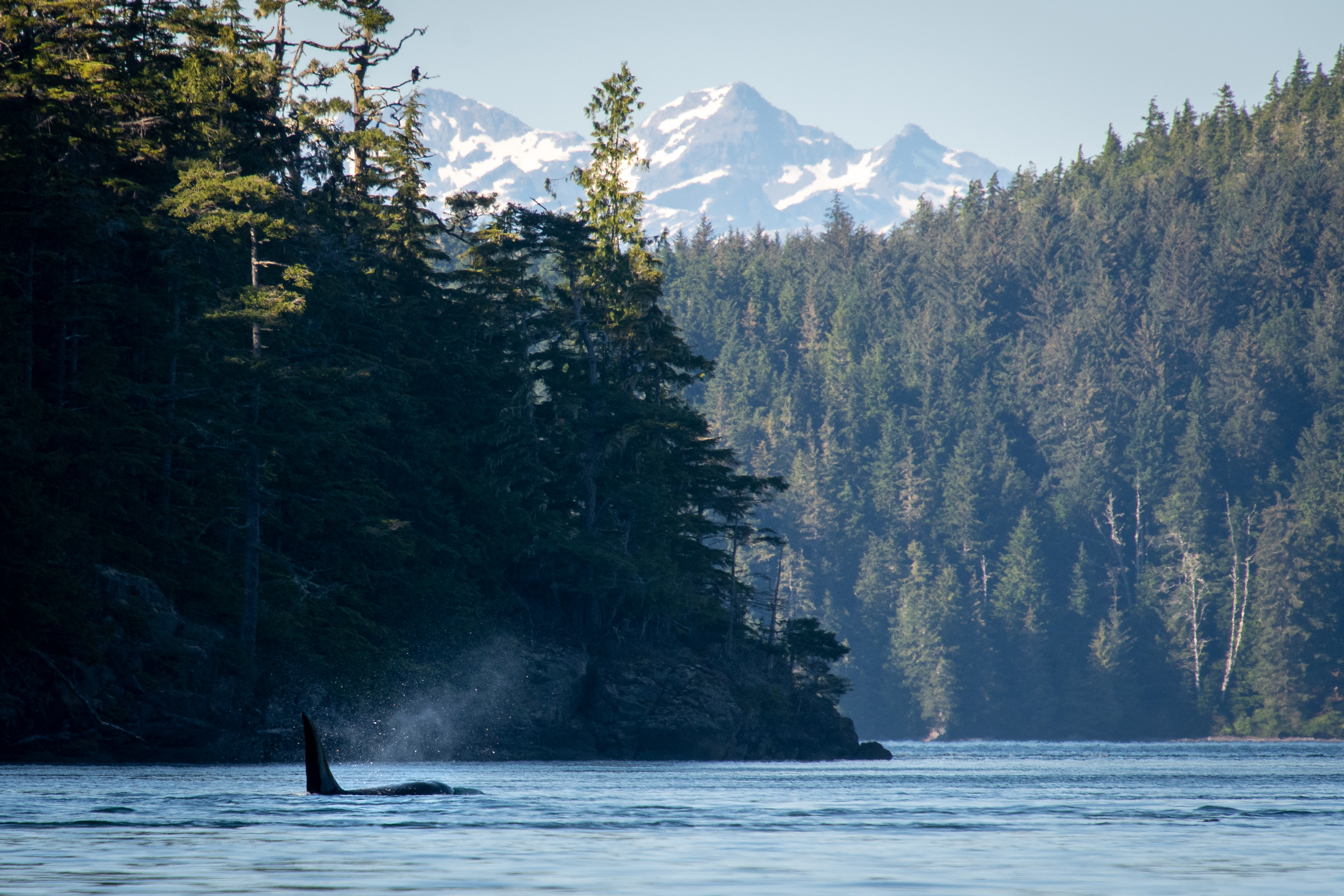orca