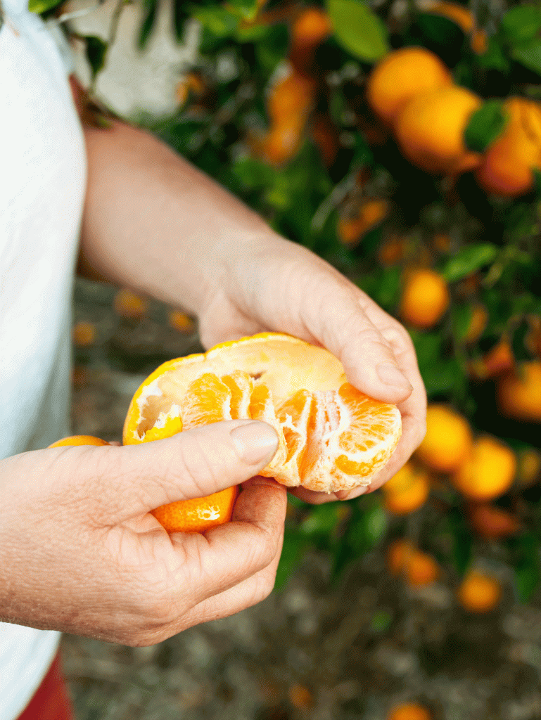 Ojai Pixies Are the West’s Best Citrus—and They’re Peaking Right Now