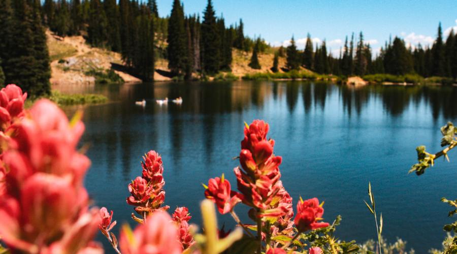 guardsman-pass-wasatch-mountains-park-city-ut