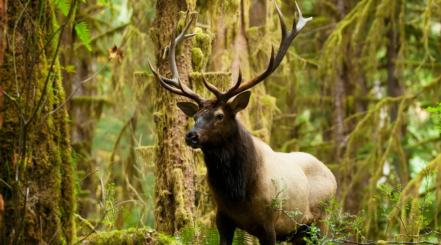 spring-safari-at-olympic-national-park-wa