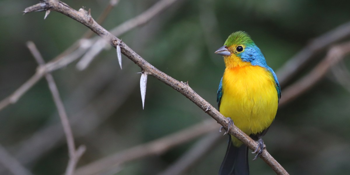 Orange-breasted Bunting