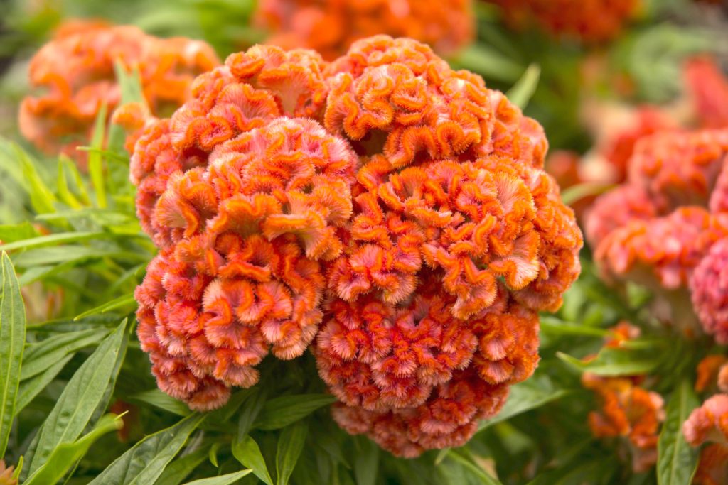 pumpkin-spice-latte-garden