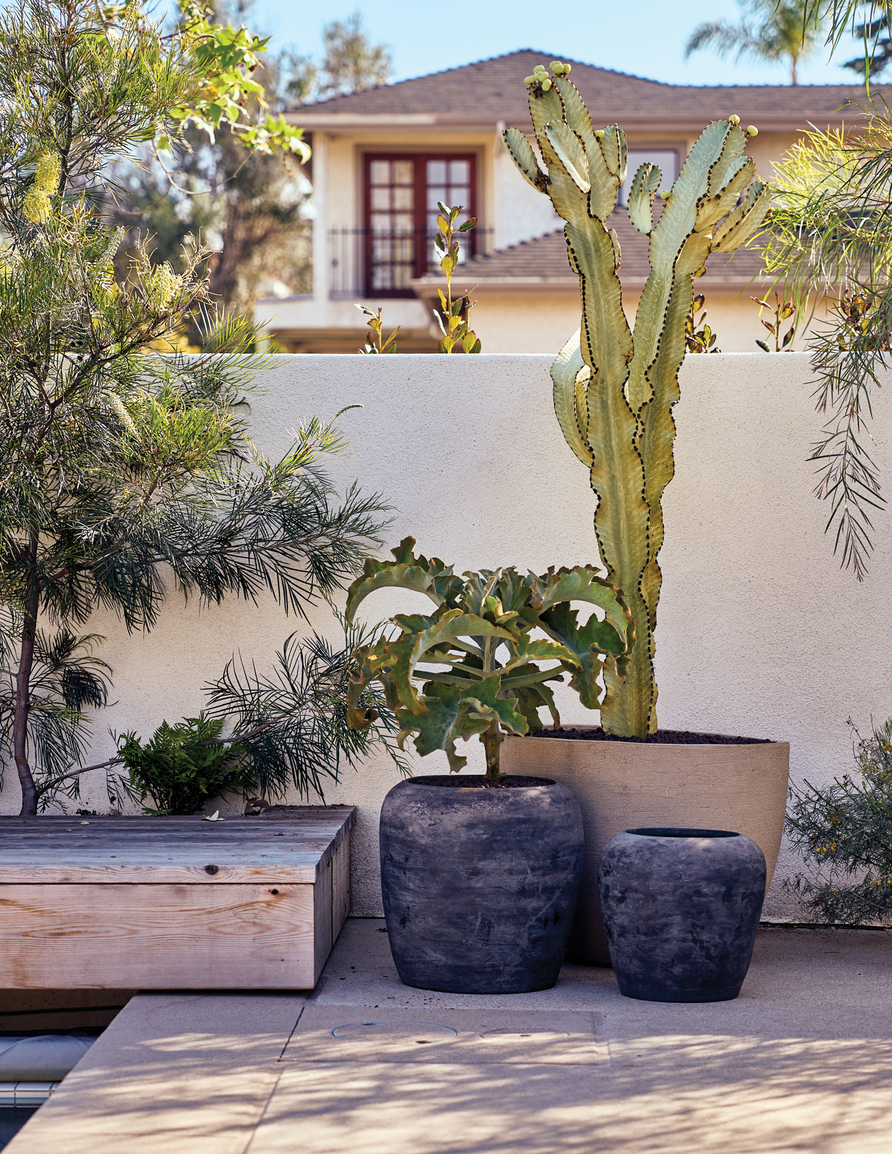 Orca Cliff May Coronado Container Plants