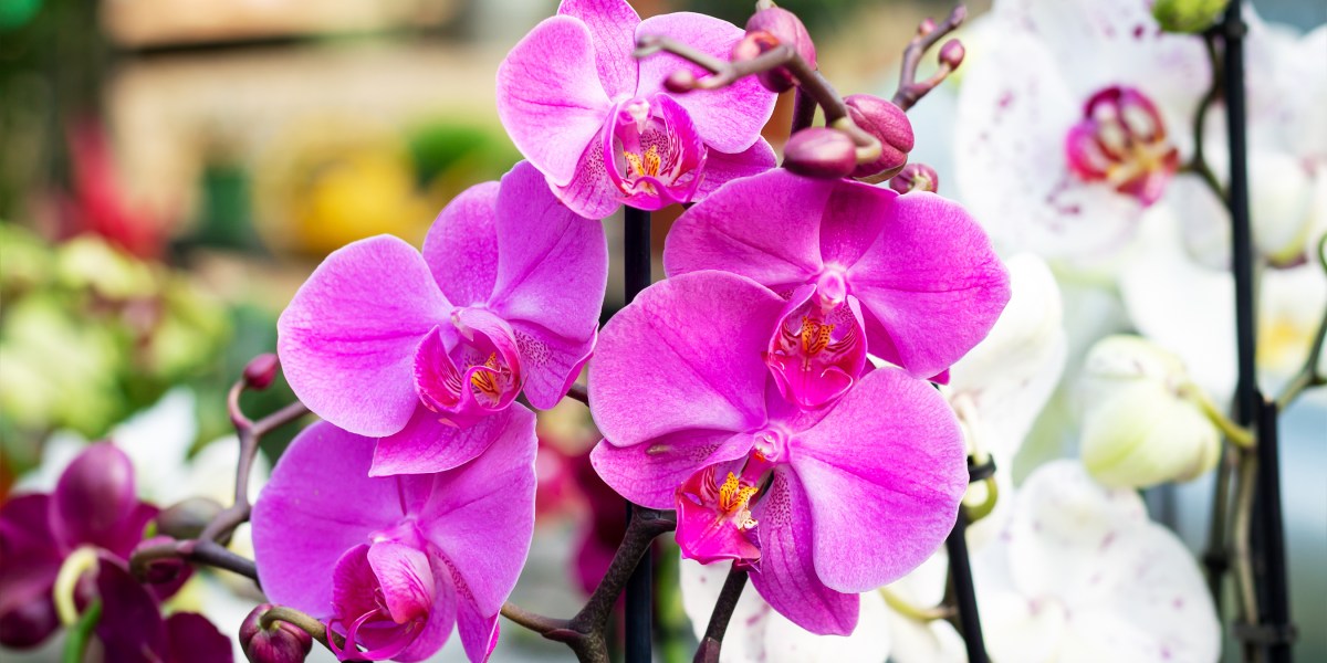 Orchids