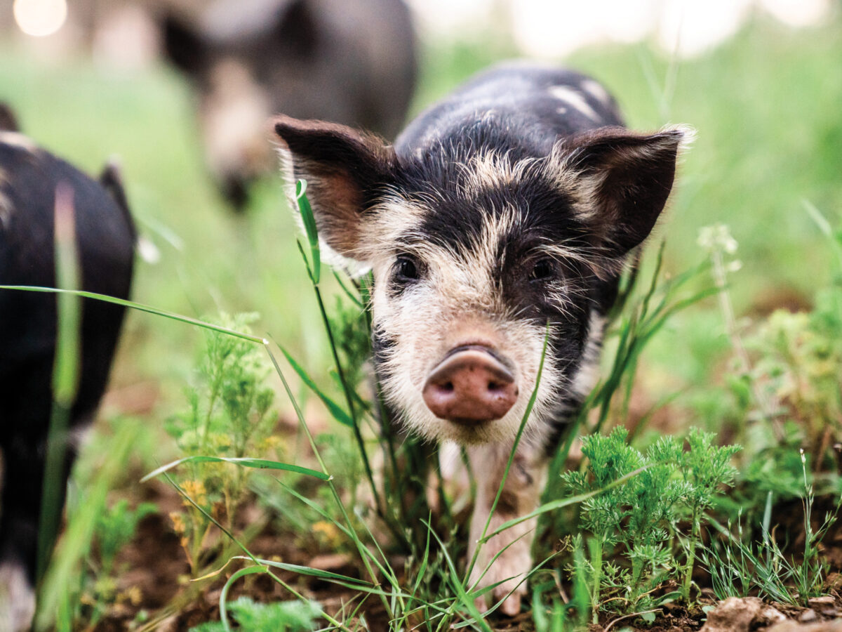 Heritage Breed Piglets