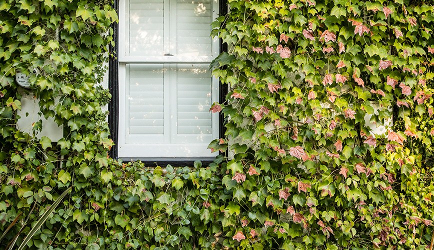 grow-the-perfect-backdrop