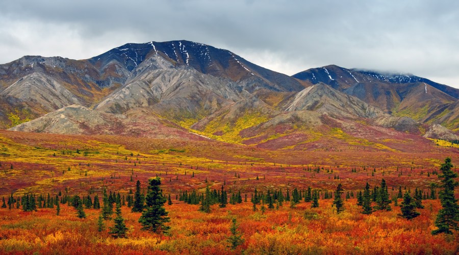 chase-foliage-in-alaska