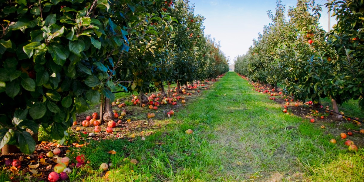 Washington's apple country orchards