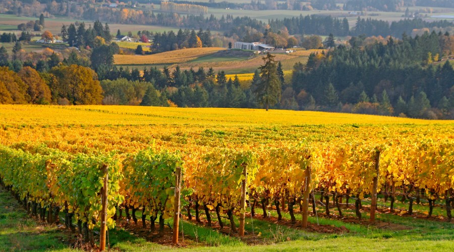 pour-a-glass-in-oregon-wine-country