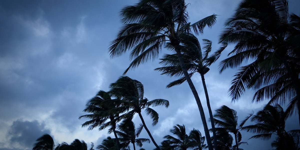 Palm Trees in Storm