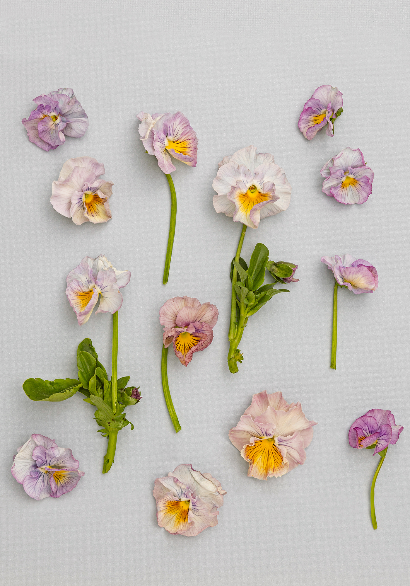 Pansies Flamenco Soft Light Azure Limonette