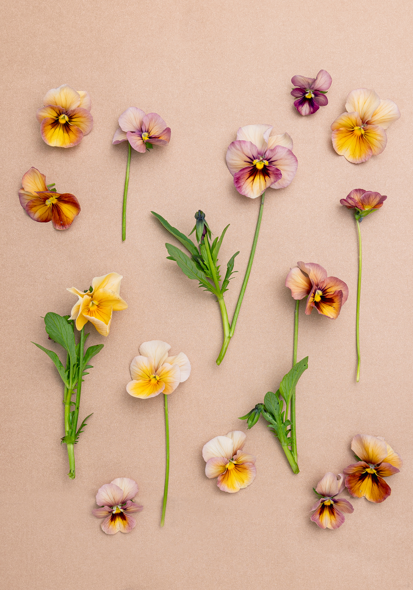 Pansies Nature Antique Shades