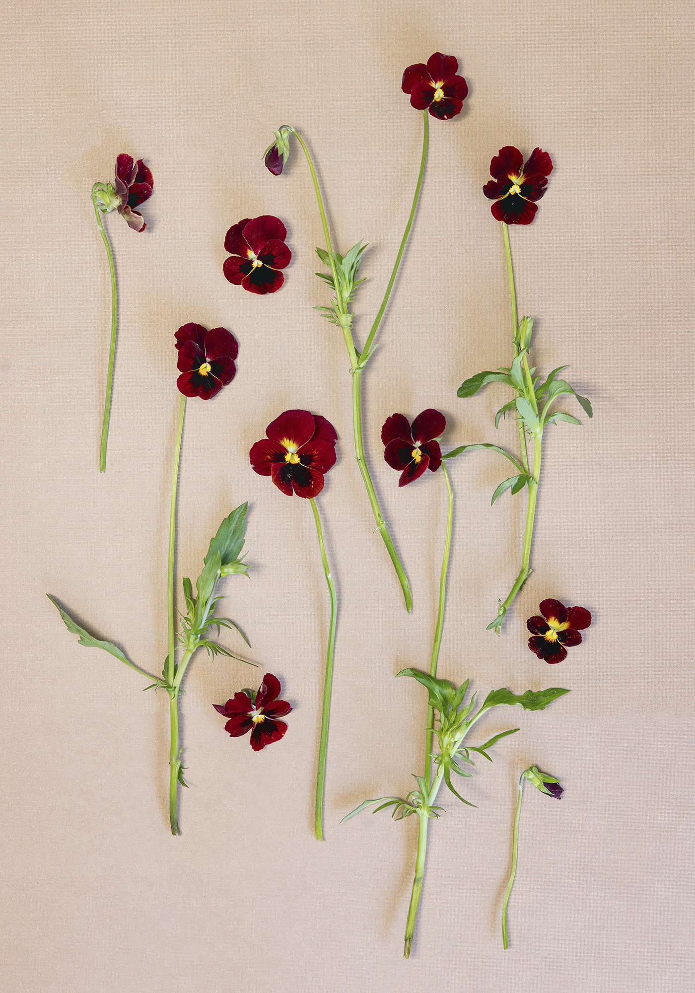 Pansies Viola Arkwright Ruby