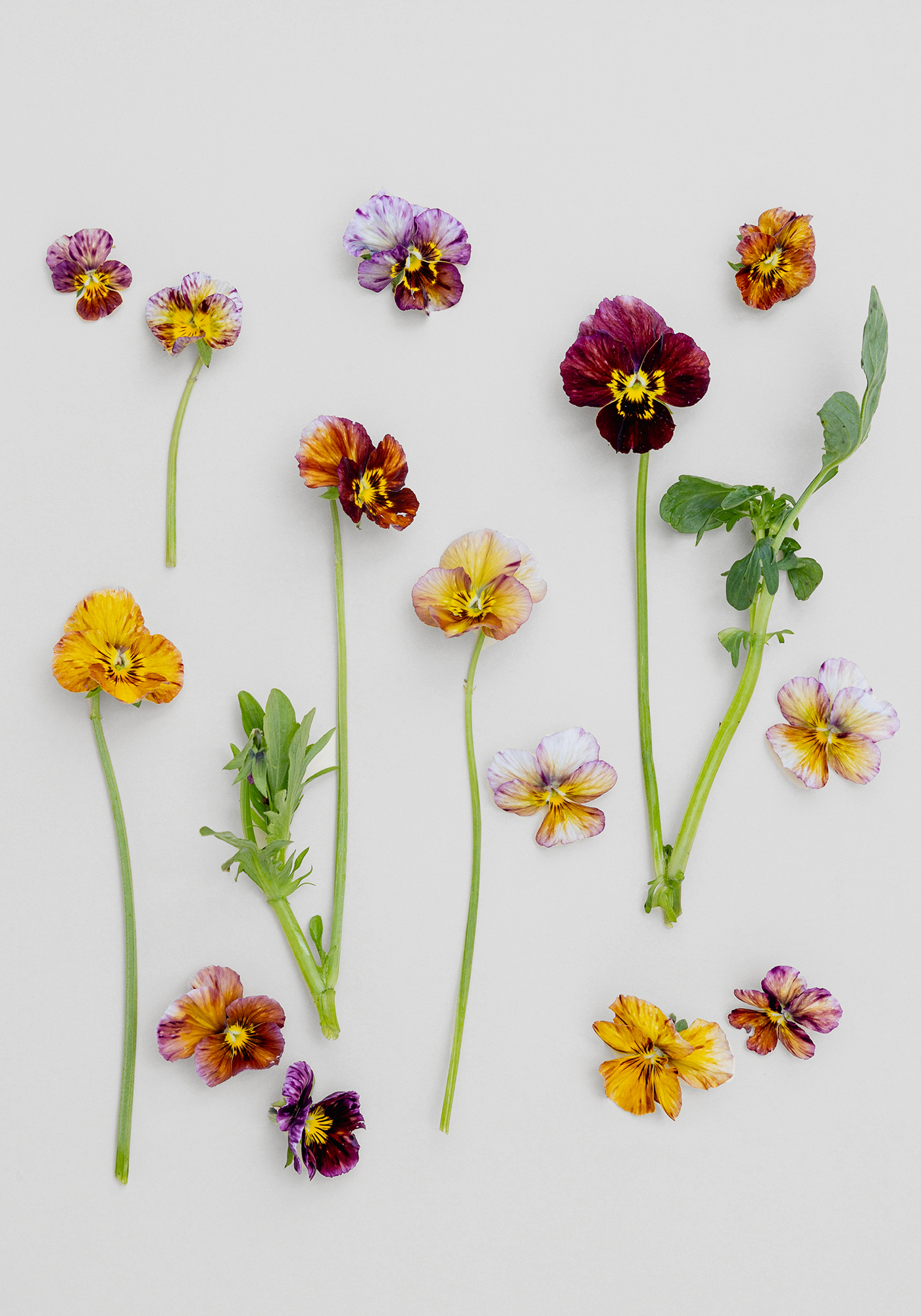 Pansies Viola Brush Strokes