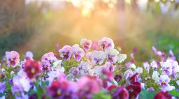 Pansy Pansies in Field