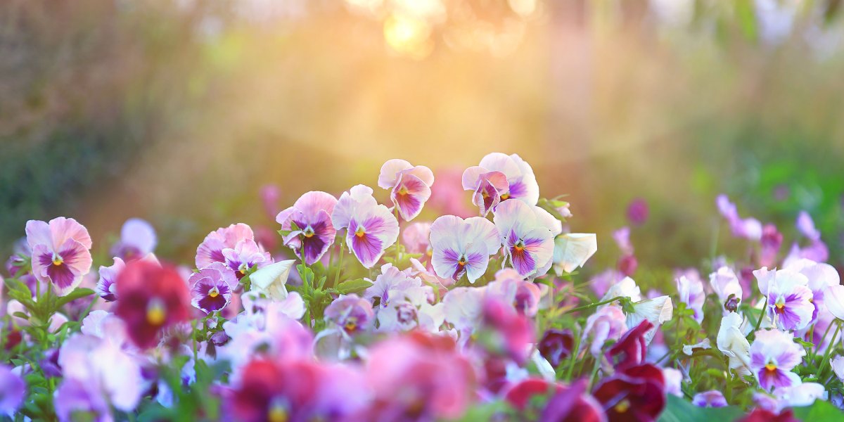 Pansy Pansies in Field