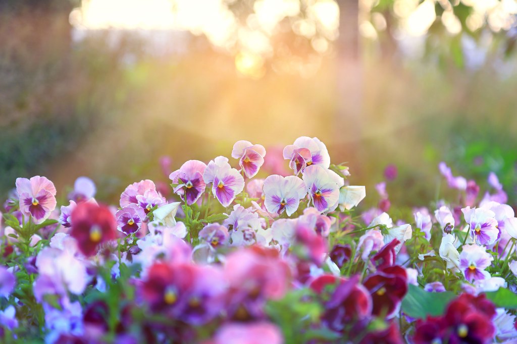 5 Flower Pairings That Are Perfect for Spring Planting