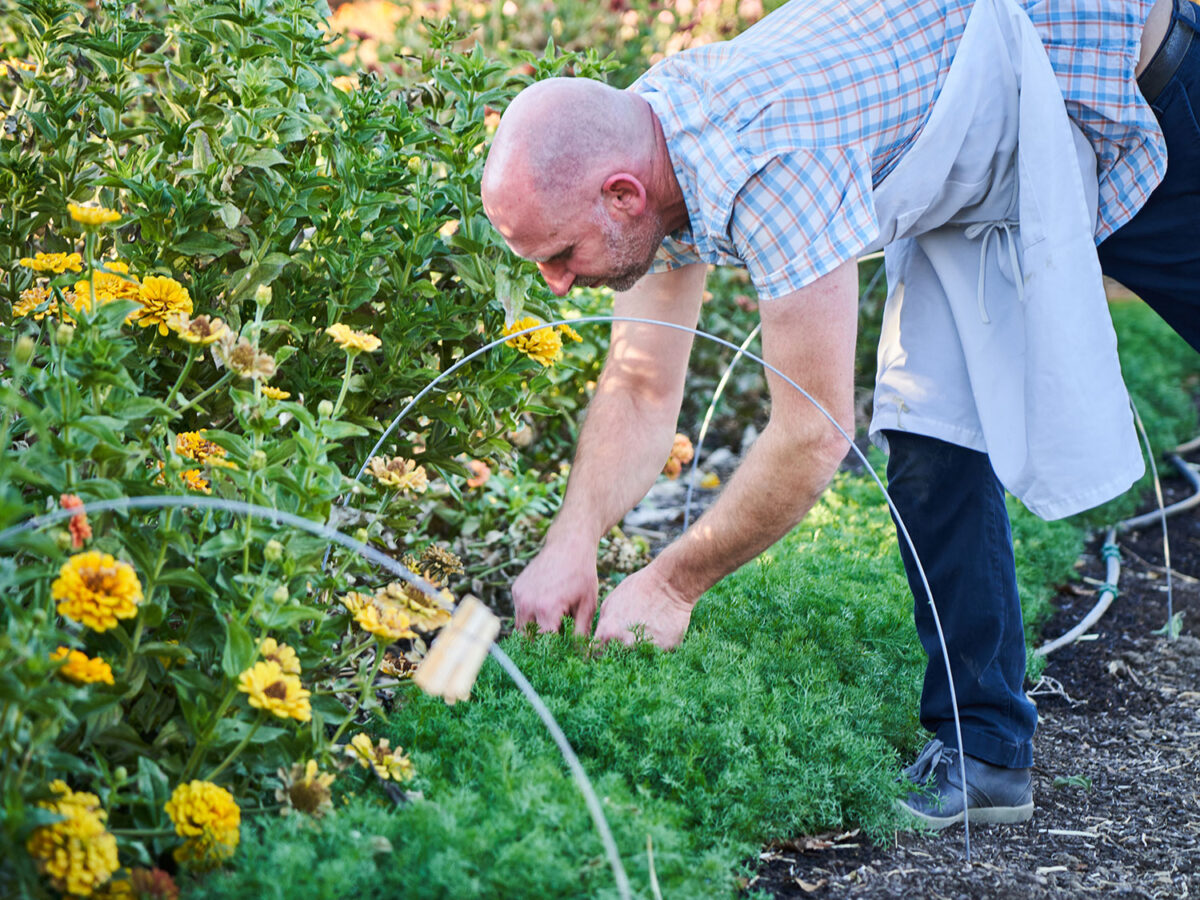 Peace and Plenty Gardening