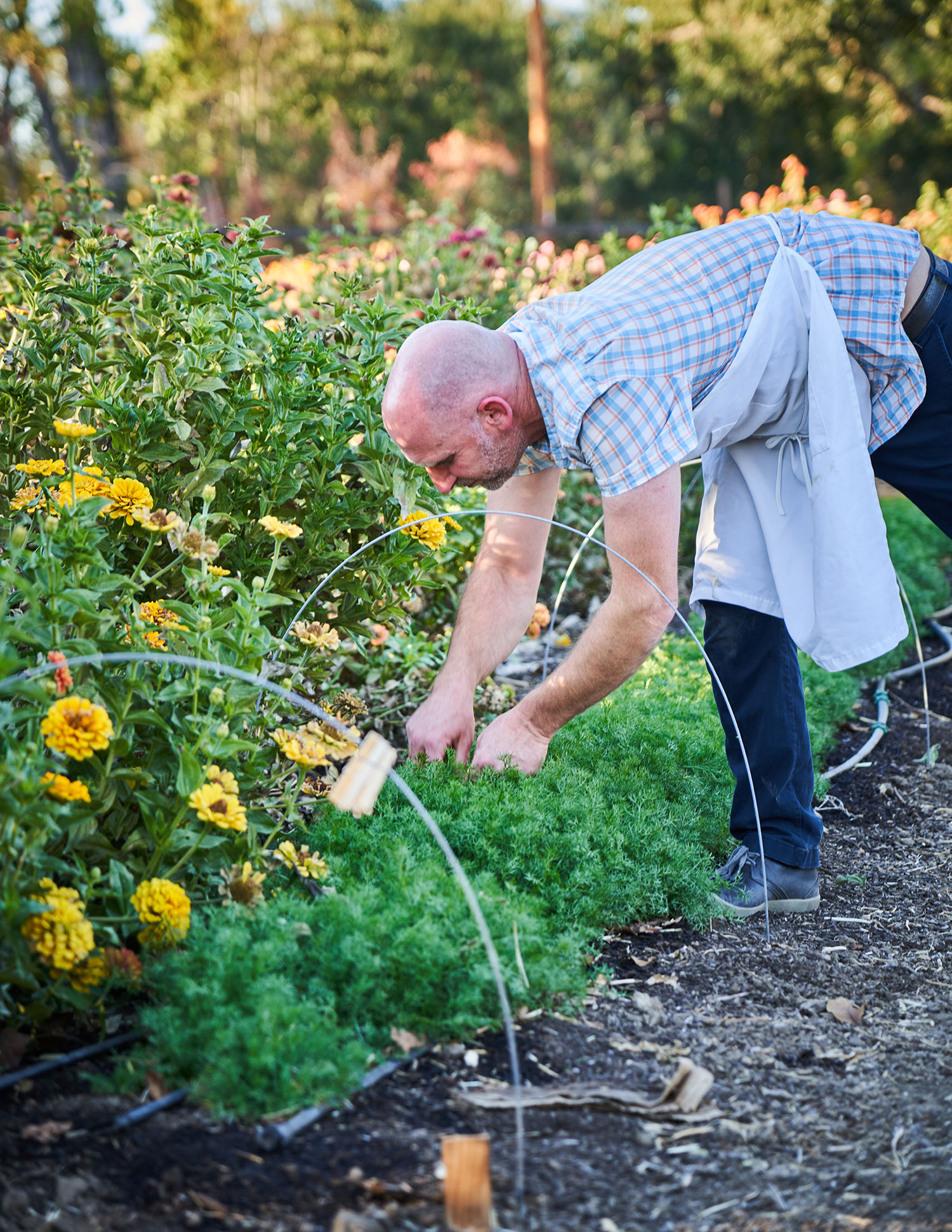 Peace and Plenty Gardening