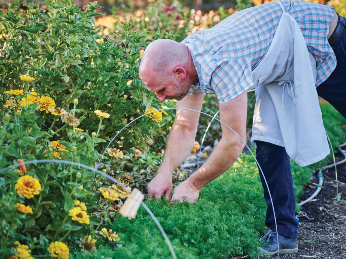 Saffron Harvesting