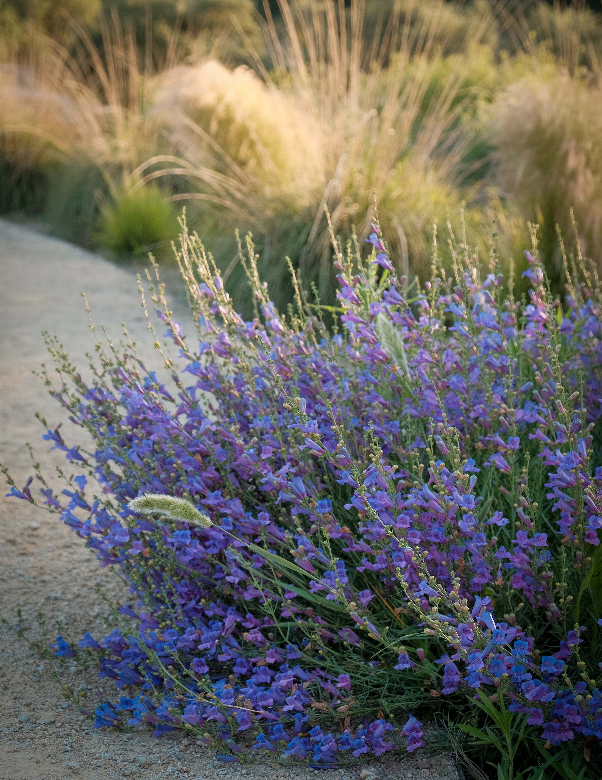 Penstemon Rocky Mountain Blue