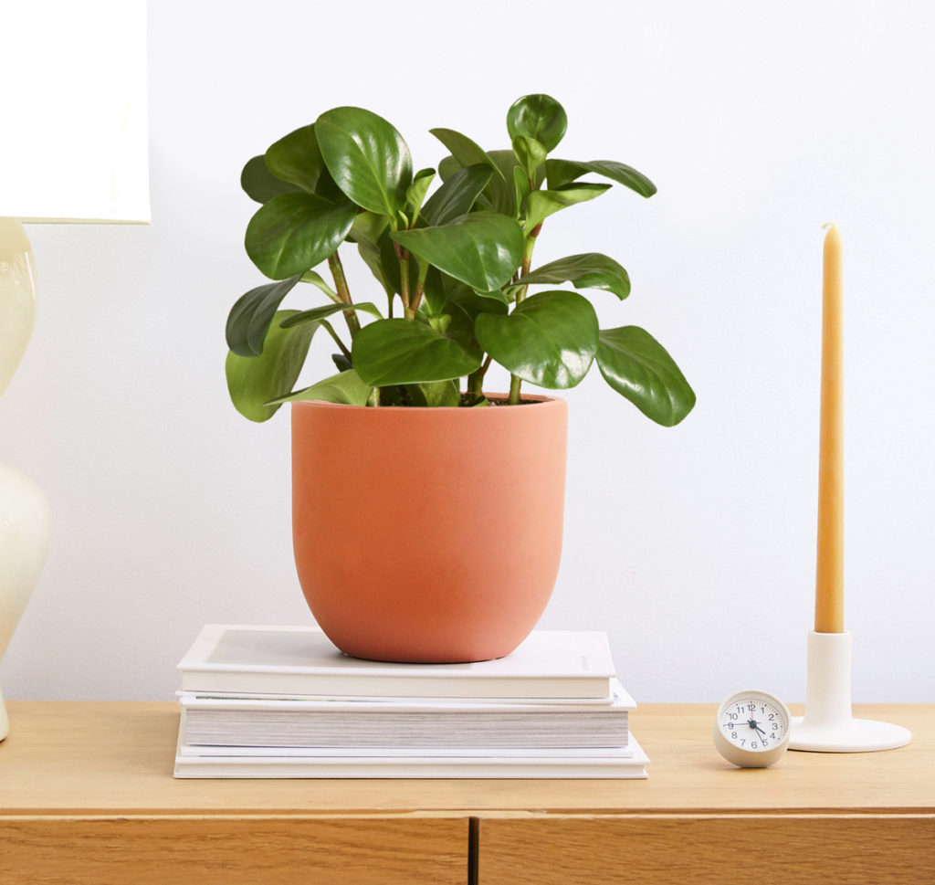 peperomia in red clay pot on books next to candle