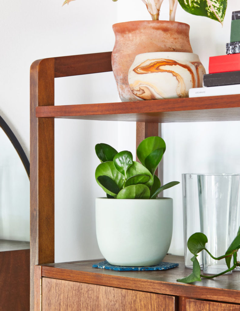 peperomia in white pot on wood shelf next to glasses