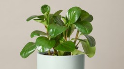 peperomia in light blue pot on table