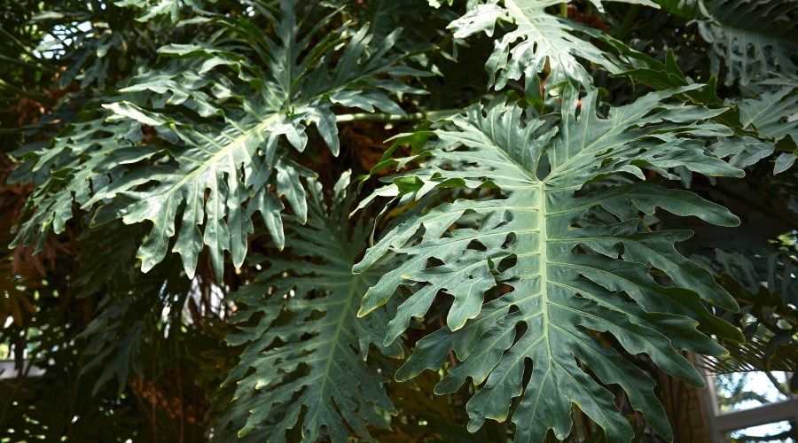 tree-philodendron-philodendron-bipinnifitadum