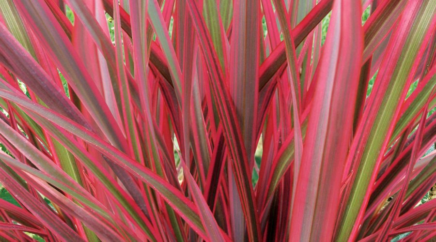 new-zealand-flax-jubilee-phormium-jubilee