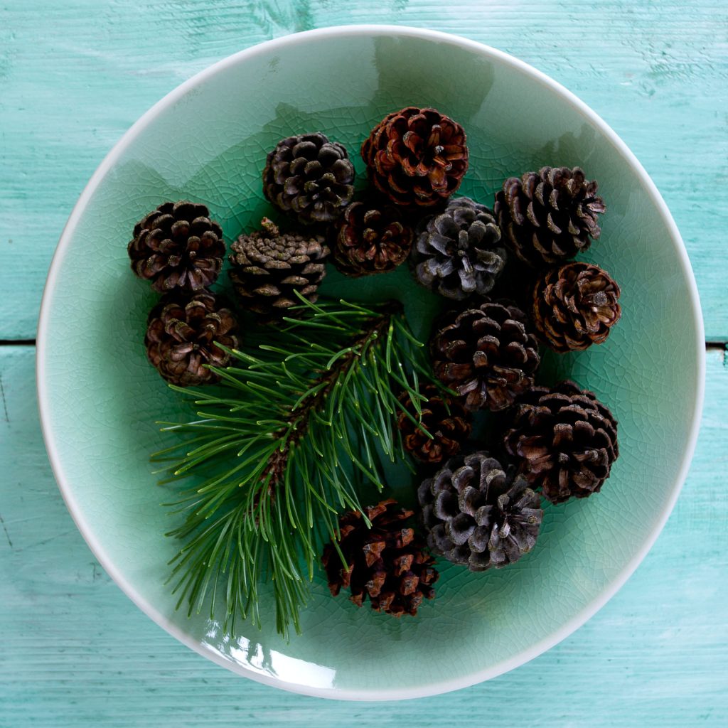 Yes, You Can (Seriously!) Eat a Conifer—Try These 5 Ways