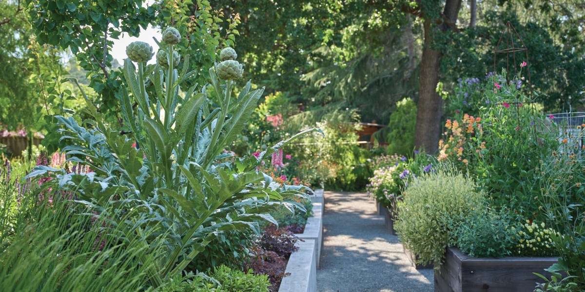 Artichokes in Raised Beds