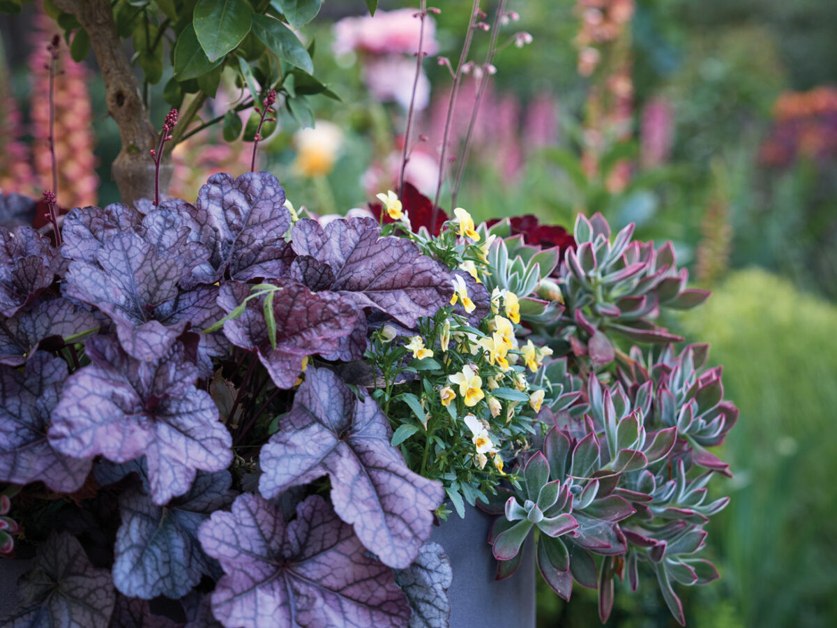 Container Plant Detail