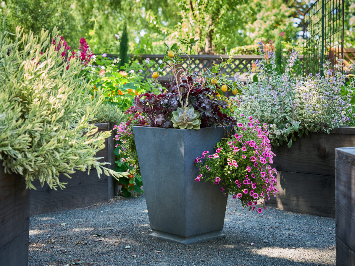Pine House Edible Gardens Container Plant