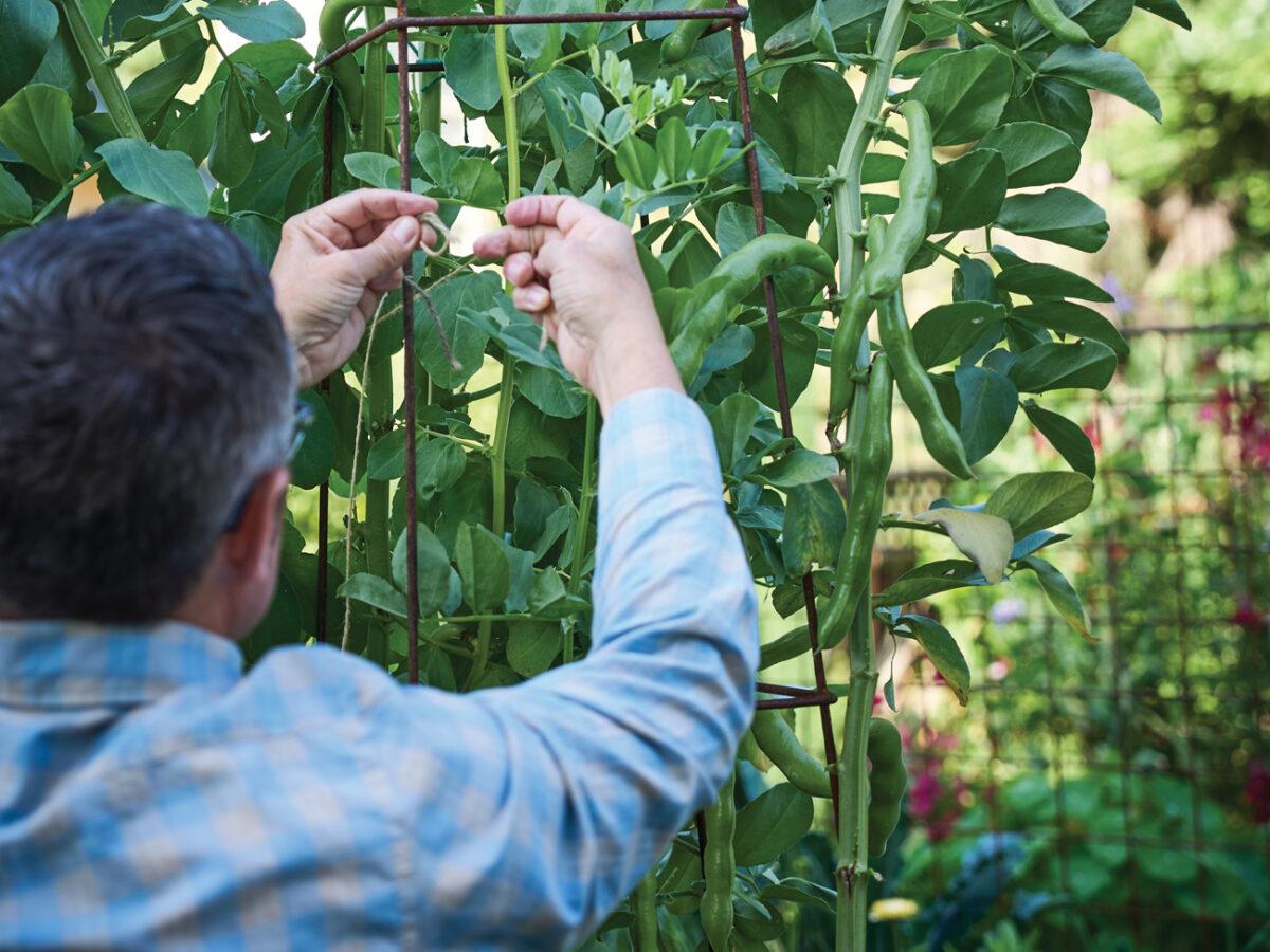 Fava Beans on a Trellis