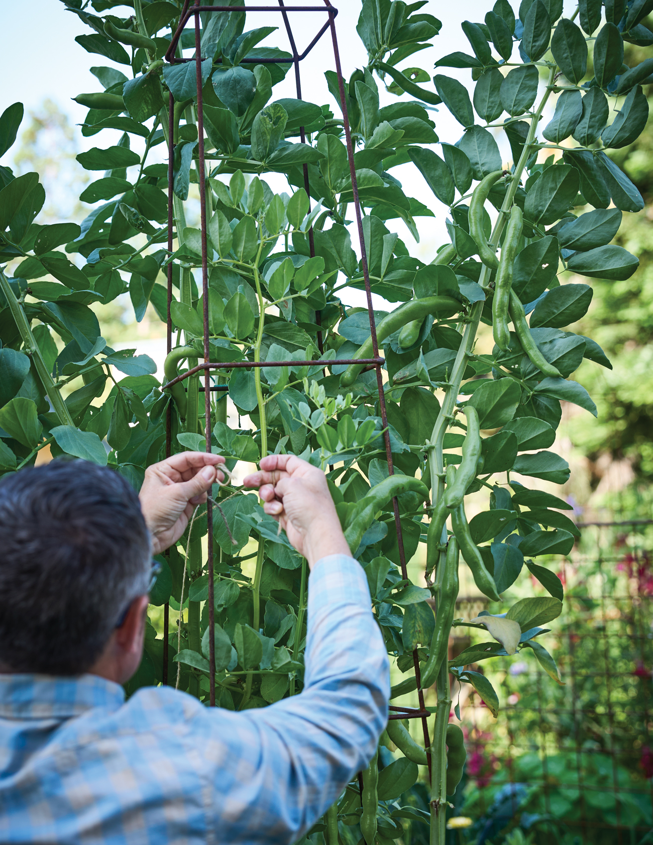 Fava Beans on a Trellis