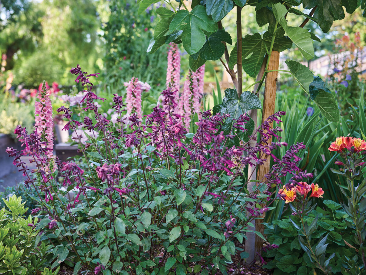 Salvia Love and Wishes