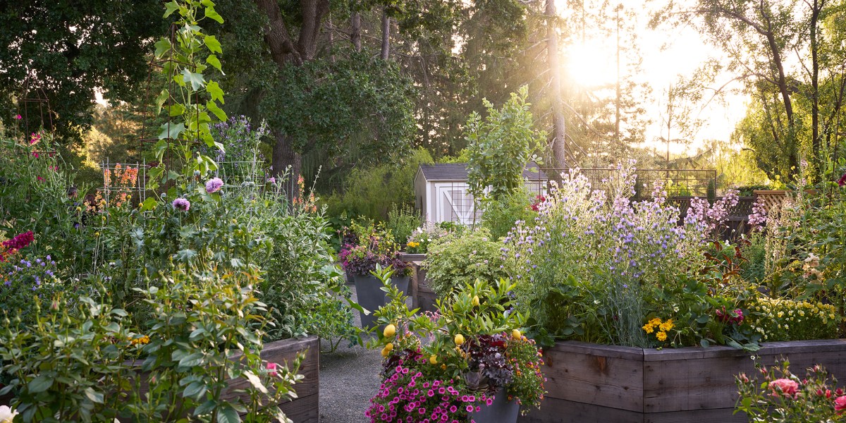 Raised Beds Pine House Edible Gardens in Walnut Creek