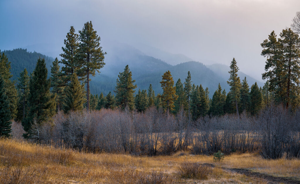 Pine Trees Montana Triple Creek Ranch