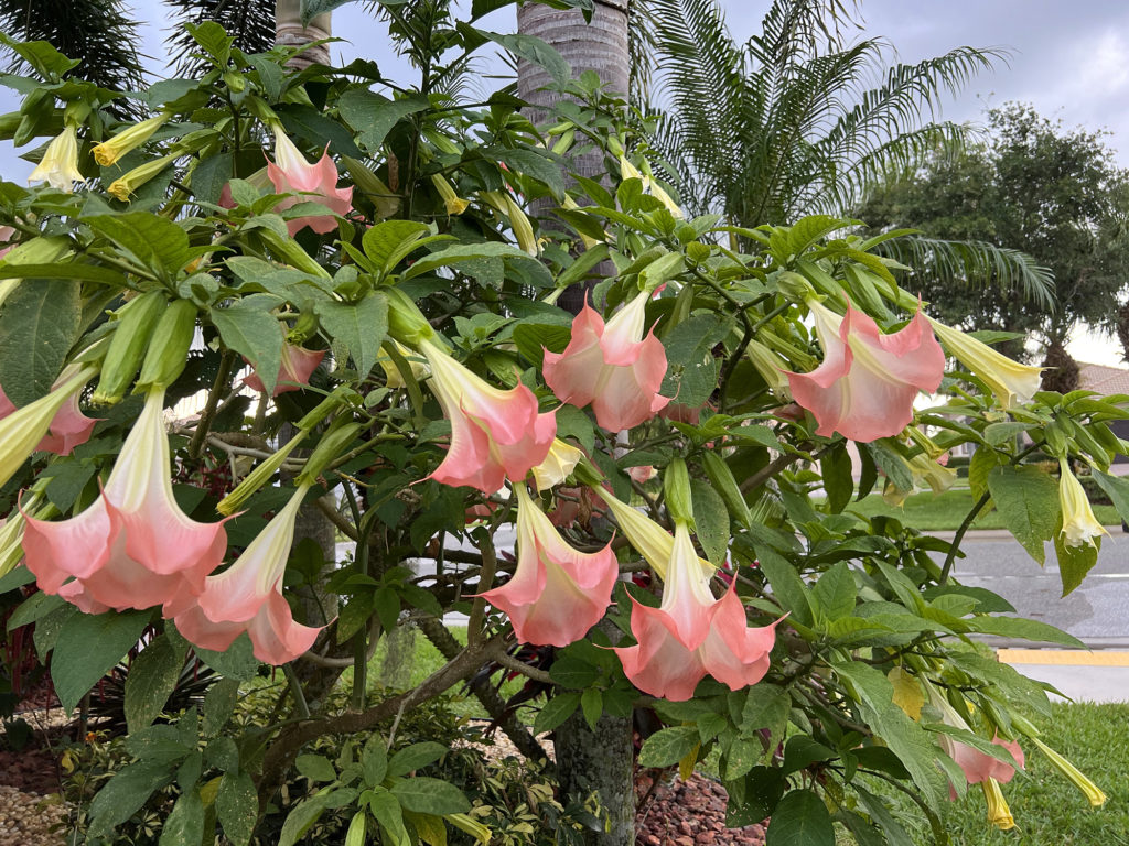 Pink Angel's Trumpet or Brugmansia