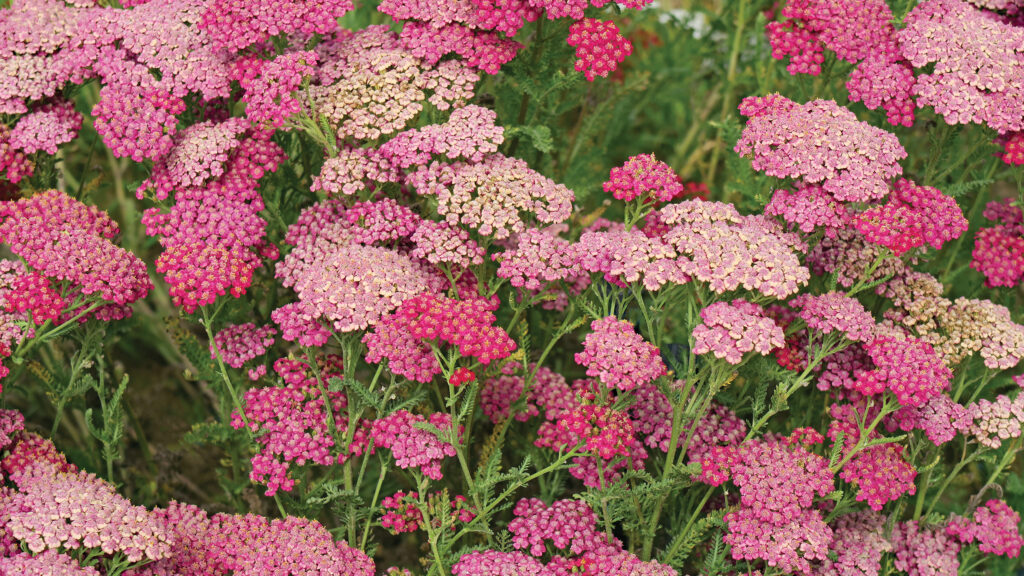 Achillea millefolium flowers in the garden