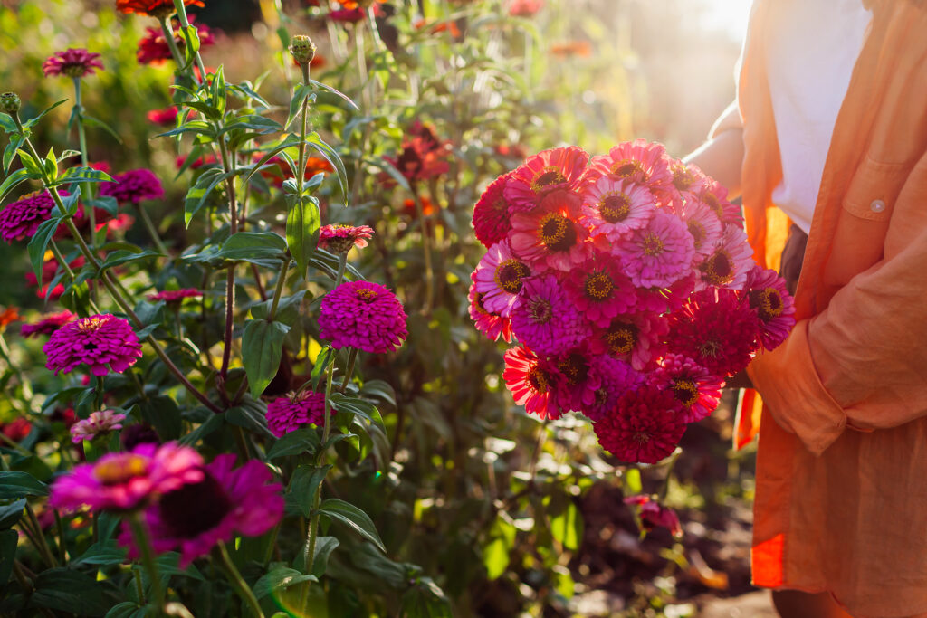 Pink Zinnias Flower Garden